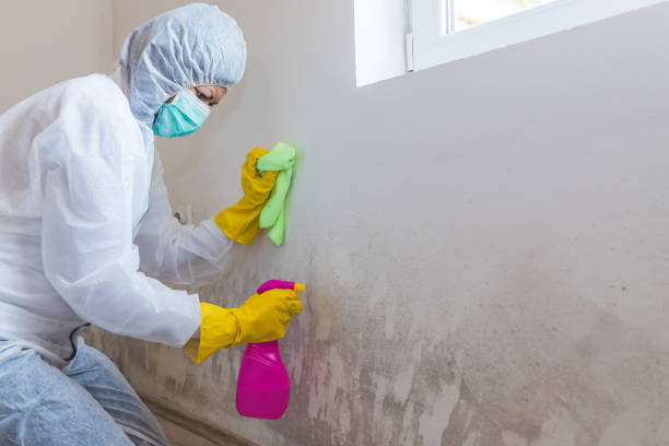  Hewlett Harbor, NY Mold Removal Services Pros